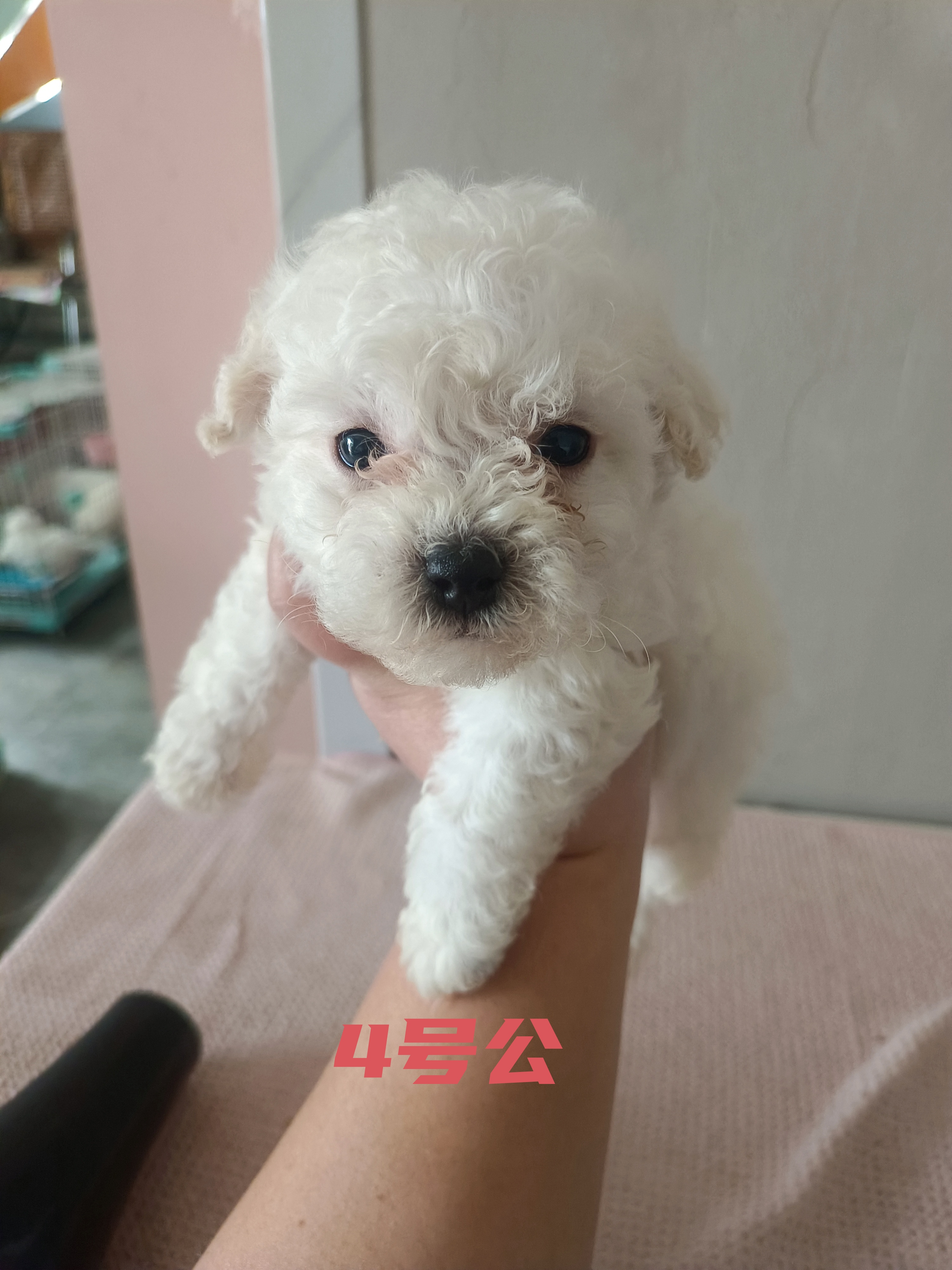 小比熊，40多天，自己家繁殖